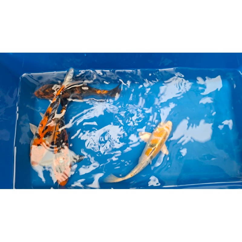 karp koi 20-25 cm, Ryby, oczko wodne, - 2