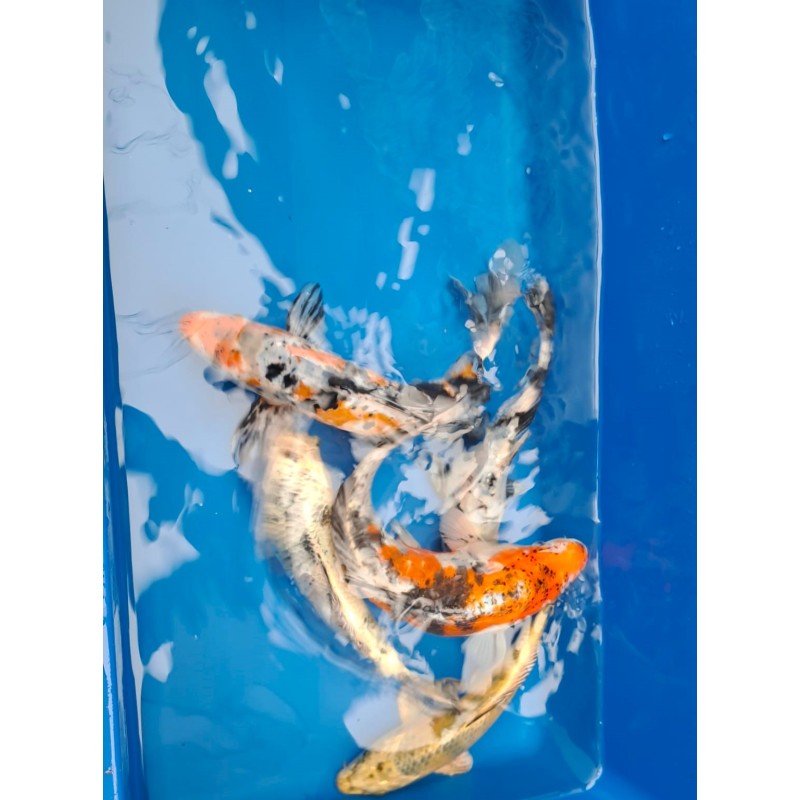 karp koi 20-25 cm, Ryby, oczko wodne, - 4