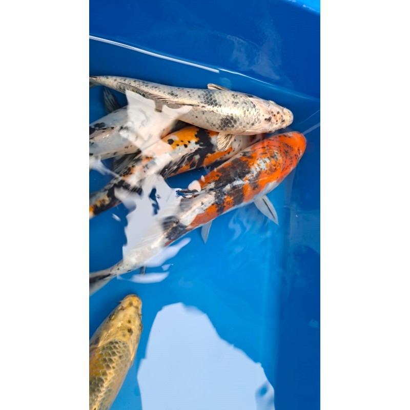 karp koi 20-25 cm, Ryby, oczko wodne, - 3