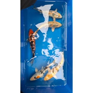 karp koi 20-25 cm, Ryby, oczko wodne, - 1 karp koi 20-25 cm, Ryby, oczko wodne, - 1
