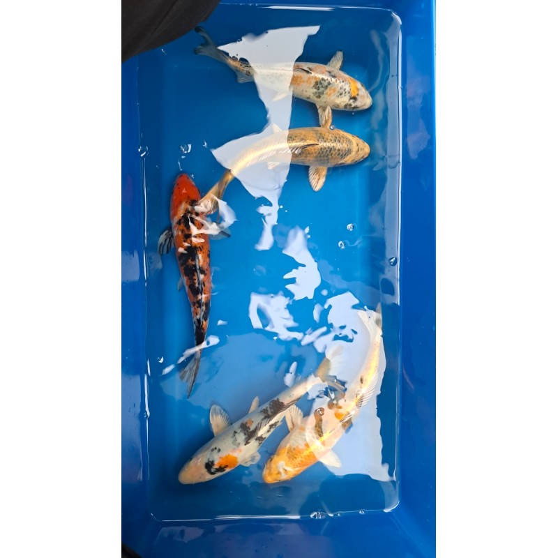 karp koi 20-25 cm, Ryby, oczko wodne, - 1