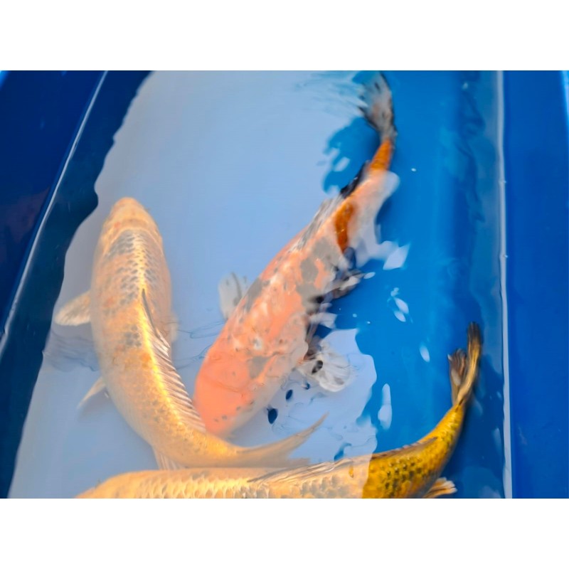 karp koi 15-20 cm, Ryby, oczko wodne, - 4