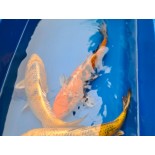 karp koi 15-20 cm, Ryby, oczko wodne, - 4 karp koi 15-20 cm, Ryby, oczko wodne, - 4