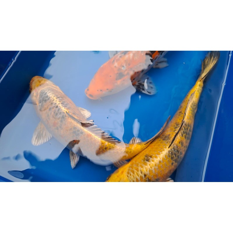karp koi 15-20 cm, Ryby, oczko wodne, - 1