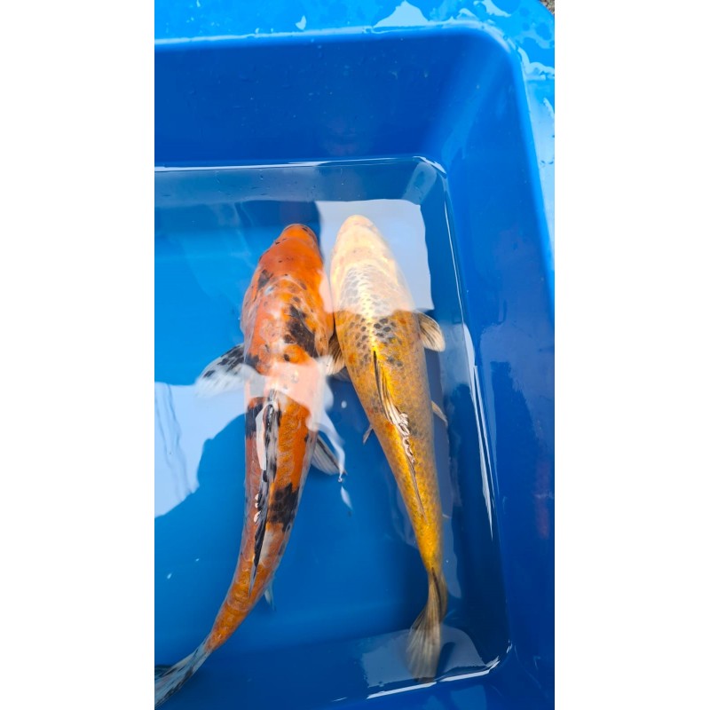 karp koi 15-20 cm, Ryby, oczko wodne, - 3