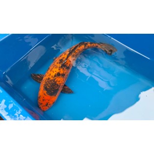 Karp Koi, 35-42 Cm Mix, Ryby, oczko wodne, - 2