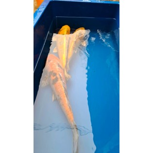 Karp Koi, 35-42 Cm Mix, Ryby, oczko wodne, - 1 Karp Koi, 35-42 Cm Mix, Ryby, oczko wodne, - 1