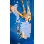Karpie Koi mix 10–15 cm – ozdobne ryby do oczka wodnego ze sprawdzonej hodowli