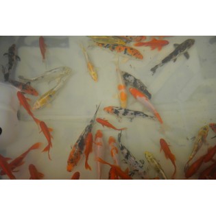 karp koi 15-20 cm, Ryby, oczko wodne, - 5