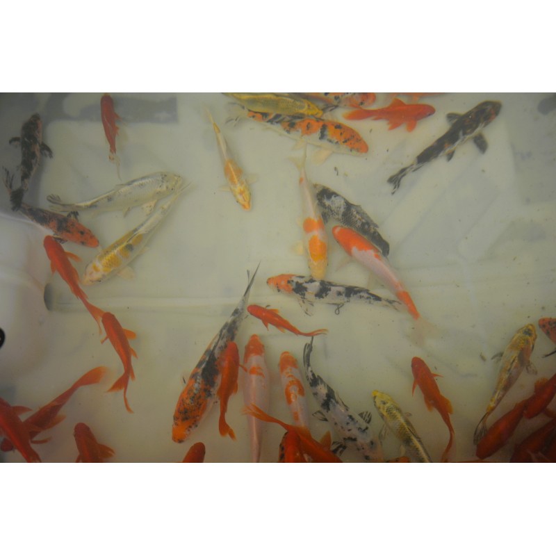 karp koi 15-20 cm, Ryby, oczko wodne, - 5