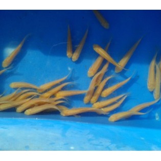 Amur albinos (Ctenopharyngodon idella) 10 cm, Ryby, oczko wodne, - 1 Amur albinos (Ctenopharyngodon idella) 10 cm, Ryby, oczko wodne, - 1