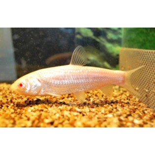 Amur albinos (Ctenopharyngodon idella) 10 cm, Ryby, oczko wodne, - 2