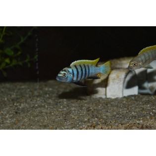 Cynotilapia afra jalo reef, pyszczaki, malawi - 1