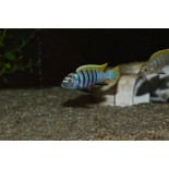 Cynotilapia afra jalo reef, pyszczaki, malawi - 1 Cynotilapia afra jalo reef, pyszczaki, malawi - 1