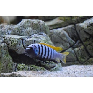 Cynotilapia afra jalo reef, pyszczaki, malawi - 2 Cynotilapia afra jalo reef, pyszczaki, malawi - 2