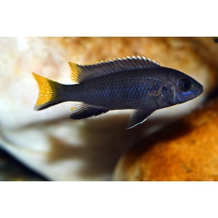 Pseudotropheus Acei Itungi, pyszczaki, malawi - 2