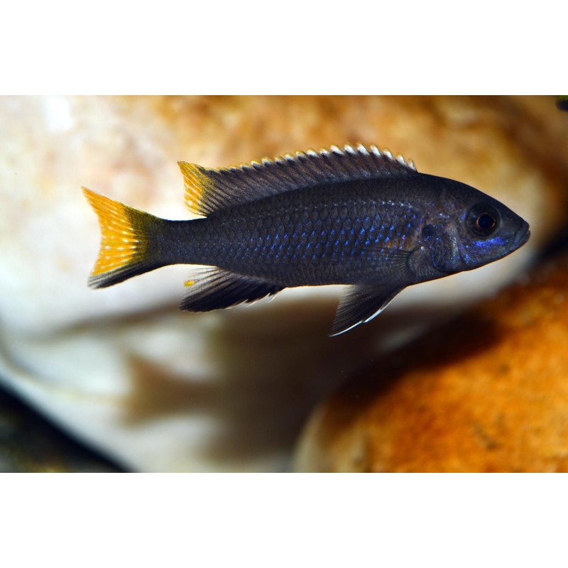 Pseudotropheus Acei Itungi, pyszczaki, malawi - 2