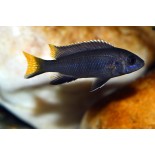 Pseudotropheus Acei Itungi, pyszczaki, malawi - 2