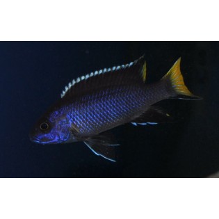 Pseudotropheus Acei Itungi, pyszczaki, malawi - 1