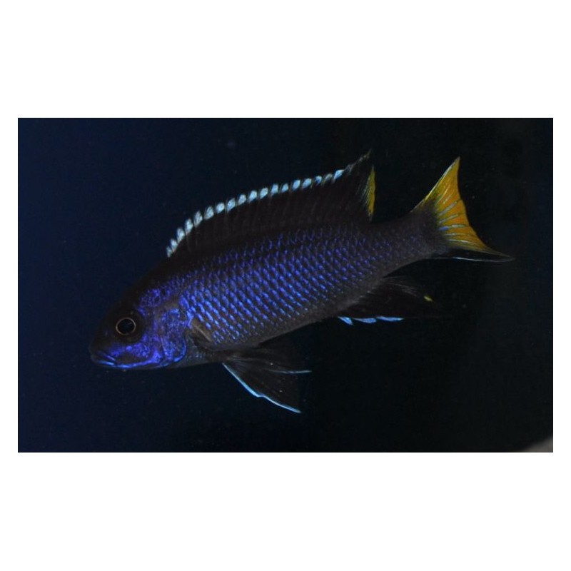 Pseudotropheus Acei Itungi, pyszczaki, malawi - 1