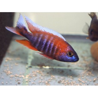 Aulonocara Jacobfreibergi Eureka, pyszczaki, malawi, - 1 Aulonocara Jacobfreibergi Eureka, pyszczaki, malawi, - 1