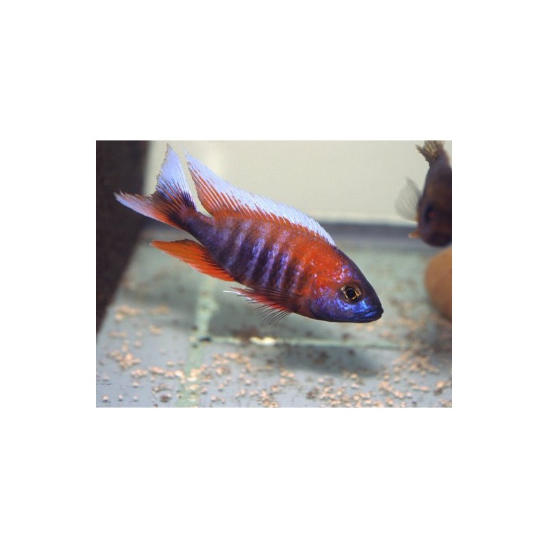 Aulonocara Jacobfreibergi Eureka, pyszczaki, malawi, - 1
