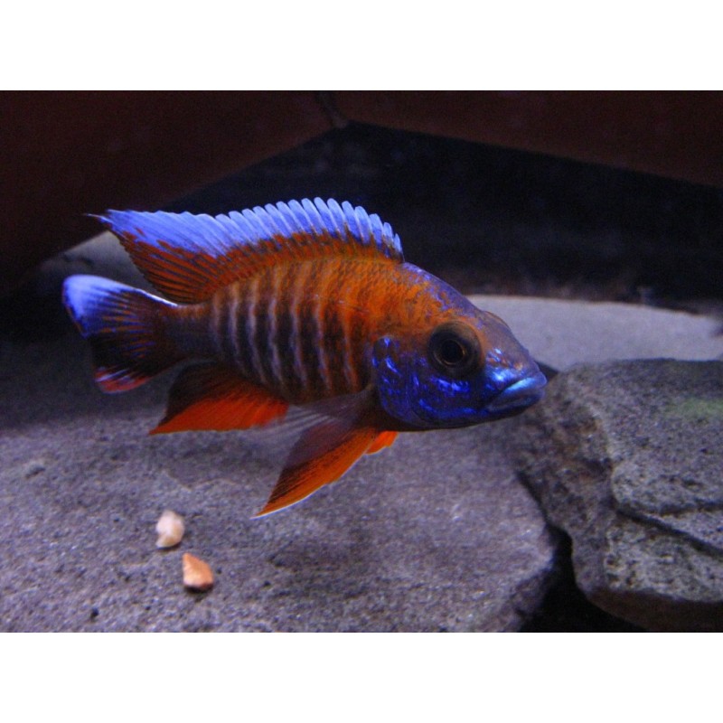 Aulonocara Jacobfreibergi Eureka, pyszczaki, malawi, - 2