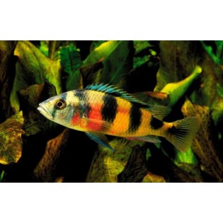 Astatotilapia latifasciata, Haplochromis, pyszczaki, malawi - 2