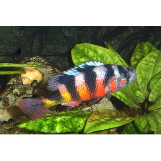Astatotilapia latifasciata, Haplochromis, pyszczaki, malawi - 1 Astatotilapia latifasciata, Haplochromis, pyszczaki, malawi - 1