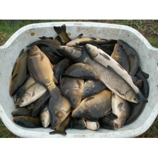 Karp kroczek 4-6 cm - 1