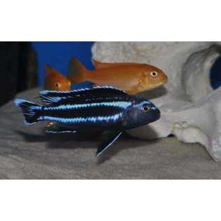 Melanochromis johannii Gome, pyszczak, Malawi - 1