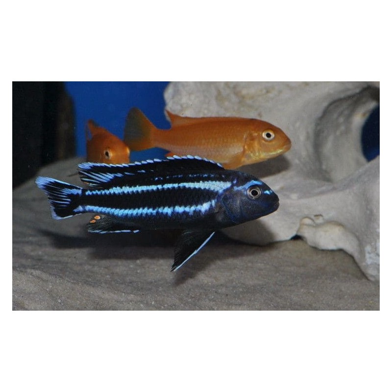 Melanochromis johannii Gome, pyszczak, Malawi - 1