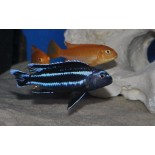 Melanochromis johannii Gome, pyszczak, Malawi - 1