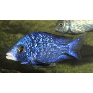 Placidochromis Phenochilus Mdoka White Lips, pyszczaki, Malawi - 2 Placidochromis Phenochilus Mdoka White Lips, pyszczaki, Malawi - 2