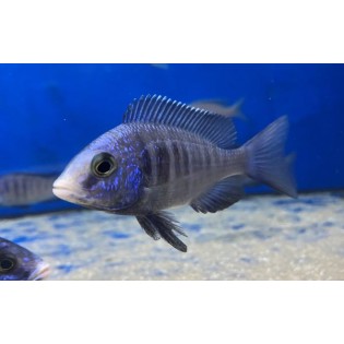 Placidochromis Phenochilus Mdoka White Lips, pyszczaki, Malawi - 3
