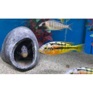 Paralabidochromis sp. „Rock Kribensis”, Victoria - 1