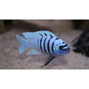 Cynotilapia Sp. Hara Gallireya Reef, pyszczaki, Malawi - 2