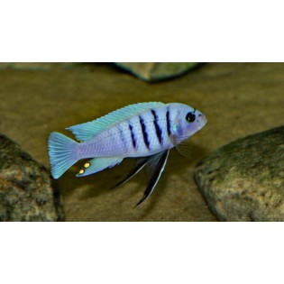 Cynotilapia Sp. Hara Gallireya Reef, pyszczaki, Malawi - 1 Cynotilapia Sp. Hara Gallireya Reef, pyszczaki, Malawi - 1