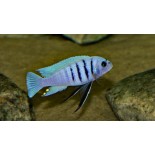 Cynotilapia White Top Hara – ryba Malawi do akwarium skalnego