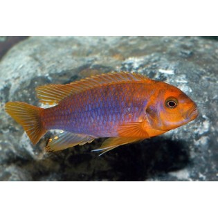 Lodotropheus Sprengerae, rdzawy, Pyszczaki, malawi - 2 Lodotropheus Sprengerae, rdzawy, Pyszczaki, malawi - 2