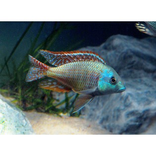 Otopharynx Teterastigma, malawi, pyszczaki - 1