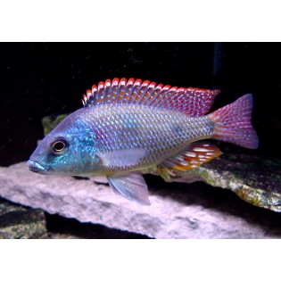 Otopharynx tetrastigma Malawi – ryba akwariowa non-Mbuna