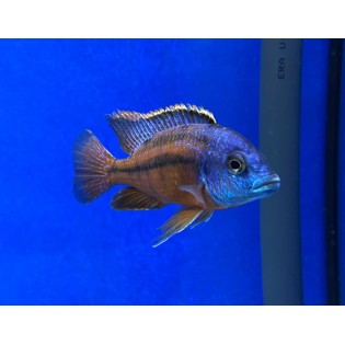 Protomelas Boadzulu Red Empress, pyszczaki, malawi, - 2