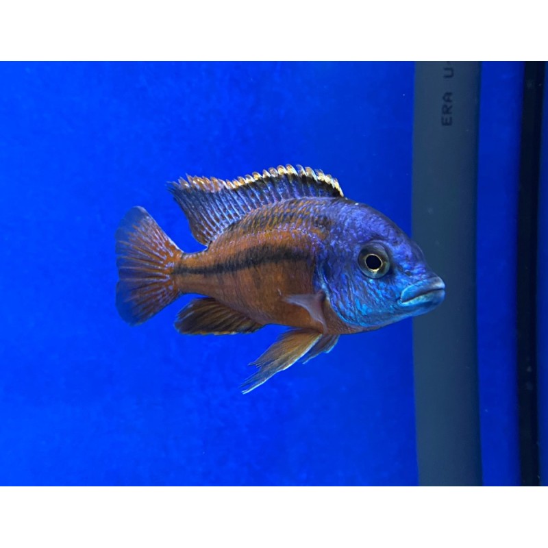 Protomelas Boadzulu Red Empress, pyszczaki, malawi, - 2