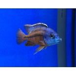 Protomelas Boadzulu Red Empress, pyszczaki, malawi, - 2