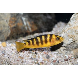 Pseudotropheus Crabro, pyszczaki, Malawi, - 2