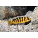 Pseudotropheus Crabro, pyszczaki, Malawi, - 2 Pseudotropheus Crabro, pyszczaki, Malawi, - 2