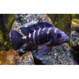 Pseudotropheus Crabro, pyszczaki, Malawi, - 1 Pseudotropheus Crabro, pyszczaki, Malawi, - 1
