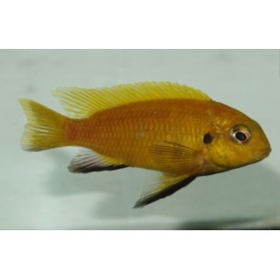 Tropheops sp. "Olive" (Mphanga), pyszczaki, Malawi, - 1
