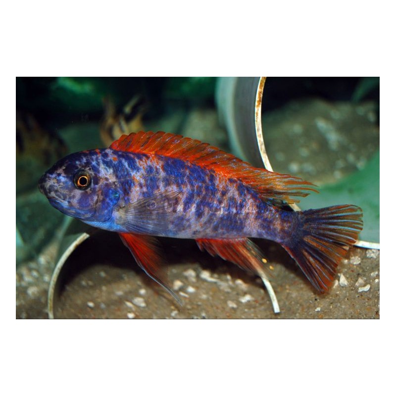 Labeotropheus Trewavasae Marmolade Cat, pyszczaki, Malawi - 1